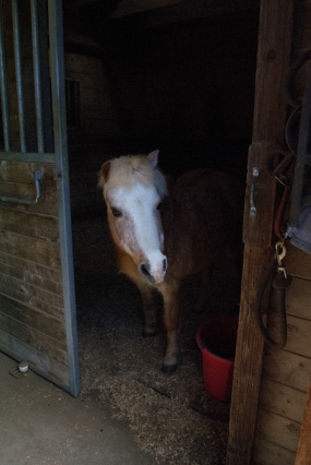 2018 Photo 101 - little pony in stall